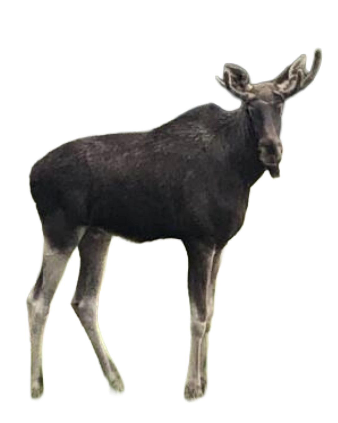 Elch Emil